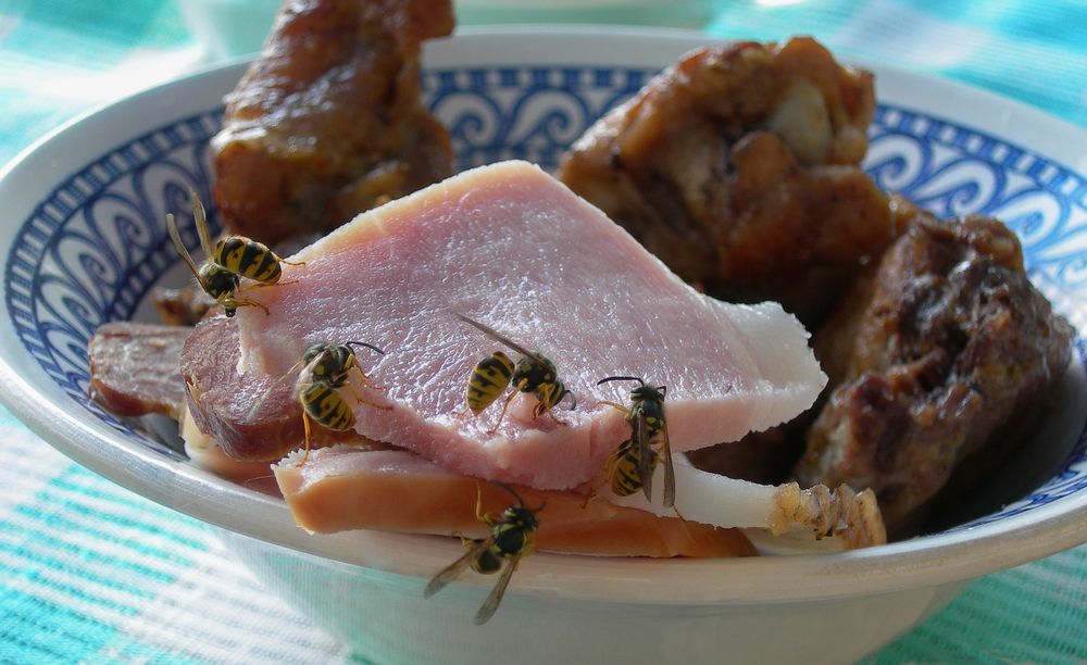 Wespen eten vlees
